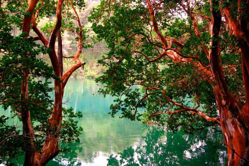 Isla Victoria Arrayanes forest boat